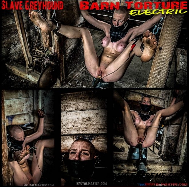 Slave Greyhound Barn Torture Electric (2020/FullHD) [BrutalMaster]